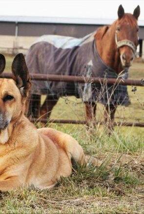 Tan dog with pointed ears resting in a field with a chestnut horse behind a fence, showing dogs and horses as friends.
