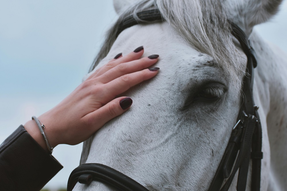 Are Horses Good Pets? A Beginner’s Guide
