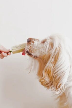 Steps to Integrate Probiotics Into Dogs’ Daily Routine Safely