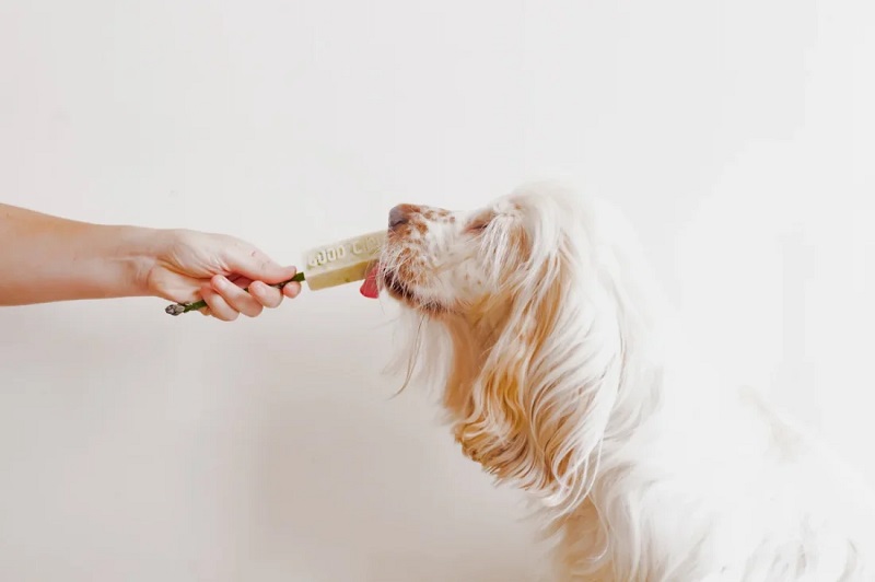 Steps to Integrate Probiotics Into Dogs’ Daily Routine Safely