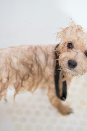 wash the dog process