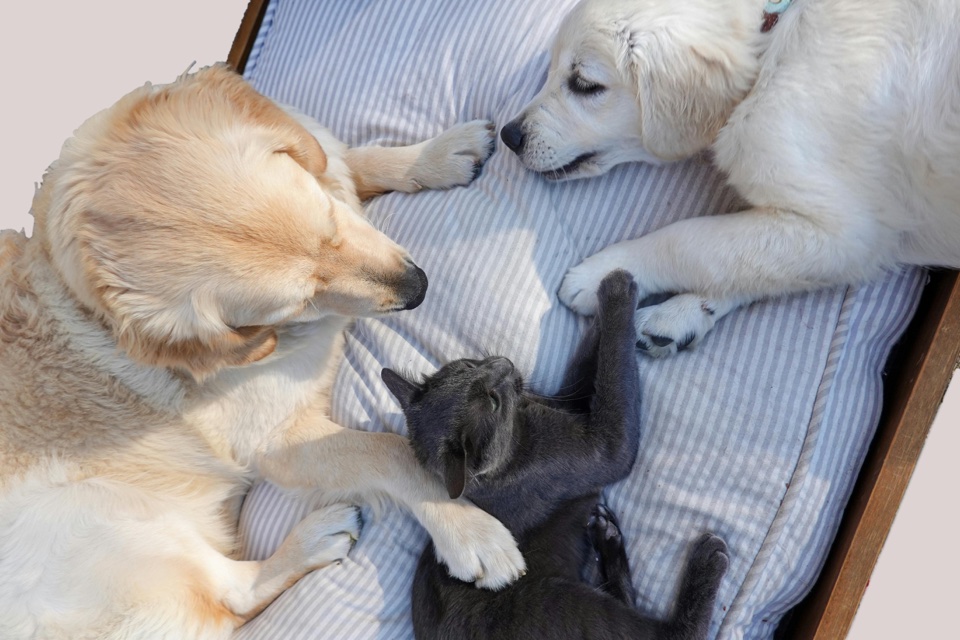 Moving with Pets: A Complete Guide for Dog and Cat Owners