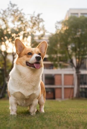 Happy Corgi dog on a university campus lawn, illustrating the guide to having a pet for a better campus life.