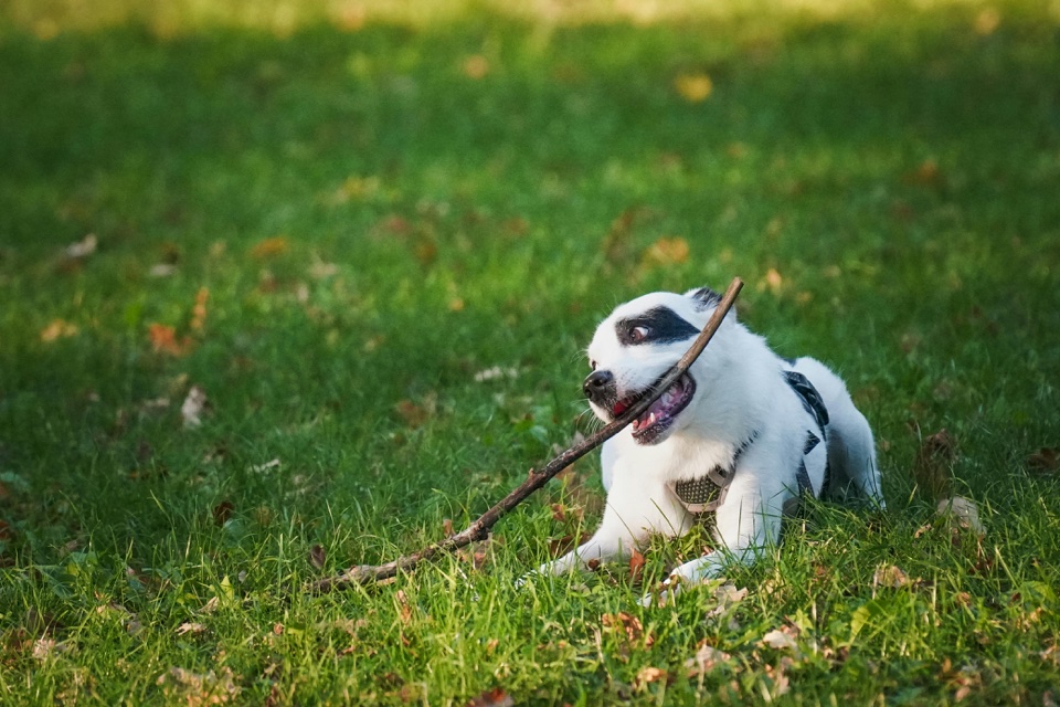 Leaving Your Pup Alone for the First Time: Everything You Need To Know