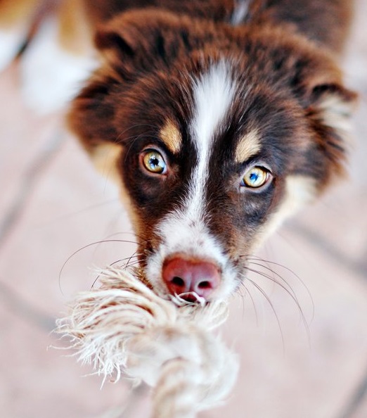 Brown and white puppy holding a rope toy, illustrating daily play and training routines during its first year.