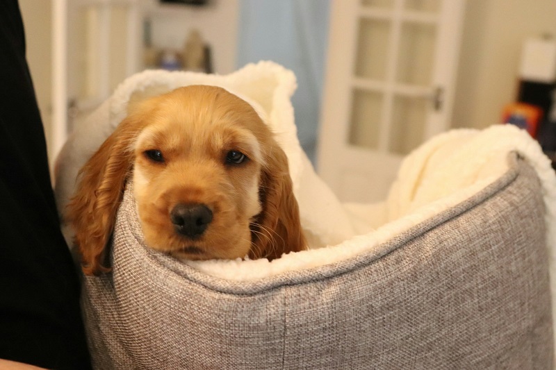 A Dog Owner’s Guide to Choosing a Bed Built for Power Chewers