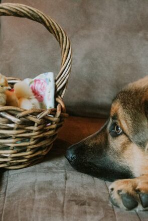 Livestock Guardian Dog Breeds: The Ultimate Guide to Protection