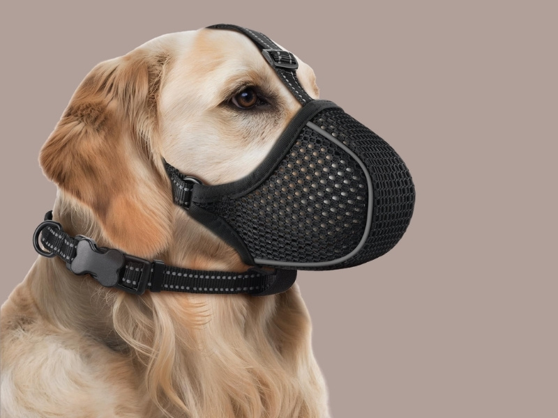 Best Dog Muzzles for Every Snout and Situation