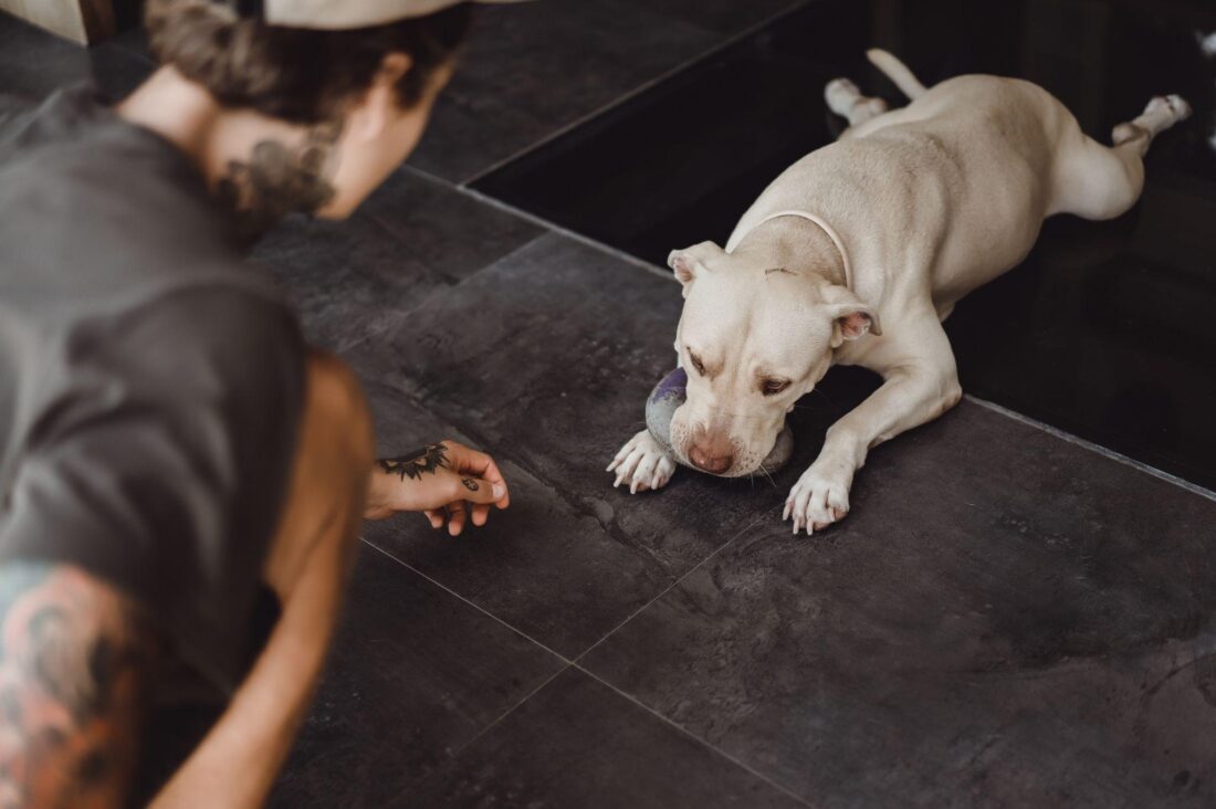 what cause hind legs weakness in dogs