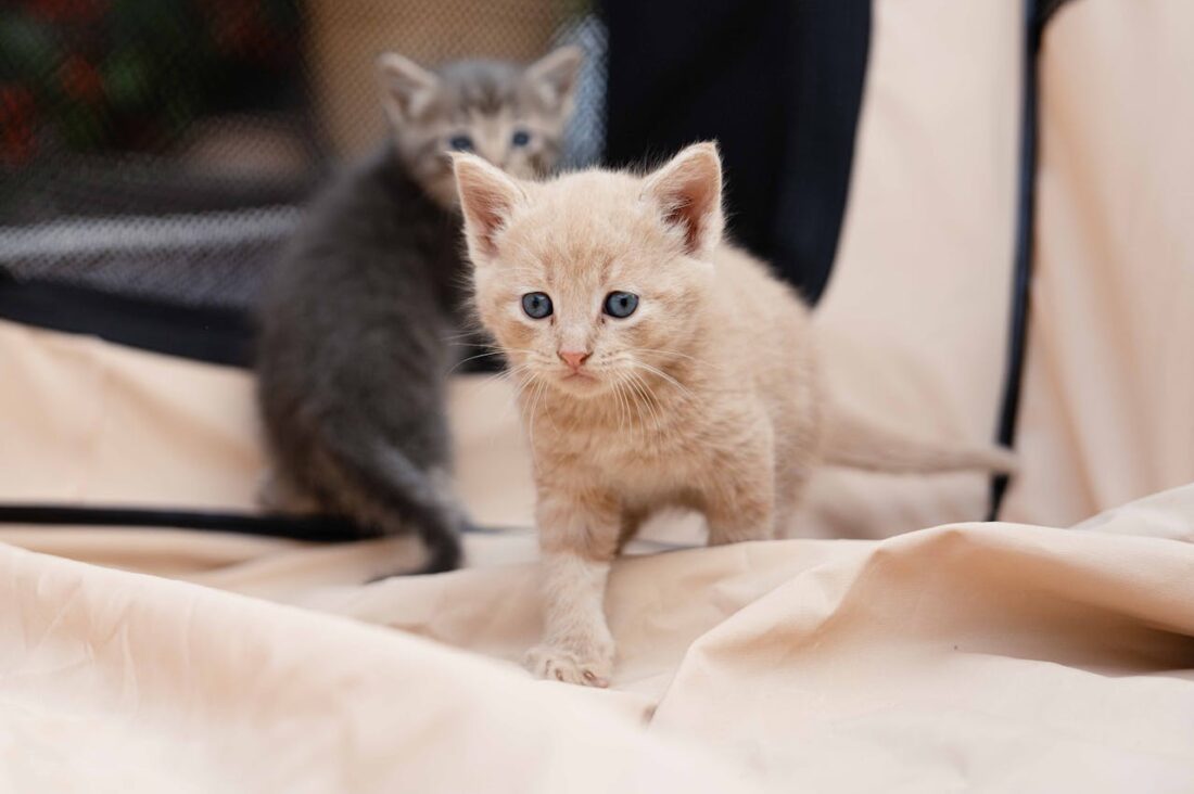 Kittens Ready for Pickup: What Every New Owner Should Know