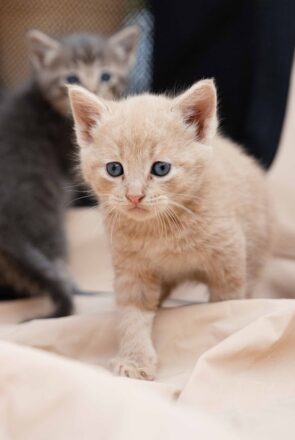 Kittens Ready for Pickup: What Every New Owner Should Know