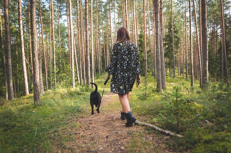 Seasonal Pest Risks Every Dog Owner Should Know About