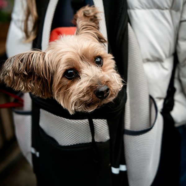 Yorkshire Terrier peeking out of a dog carrier backpack, perfect gear for traveling with small dogs.