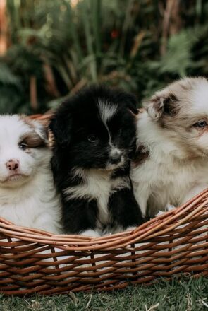 Three adorable fluffy puppies sitting in a woven wicker dog basket outdoors.