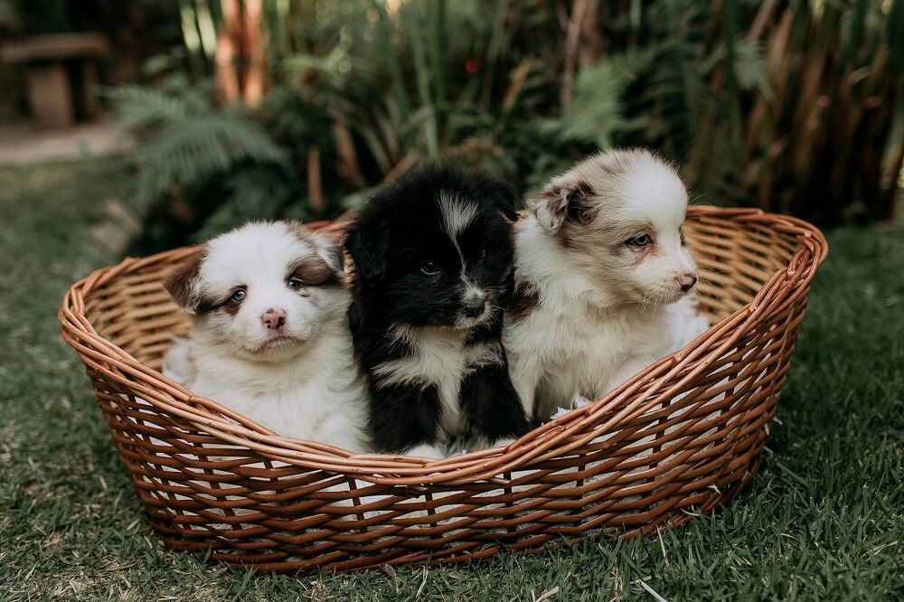 Three adorable fluffy puppies sitting in a woven wicker dog basket outdoors.