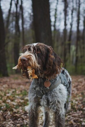 Wirehaired dog with leaves in its mouth in a forest, representing the risk of dogs foraging and eating wild chestnuts.
