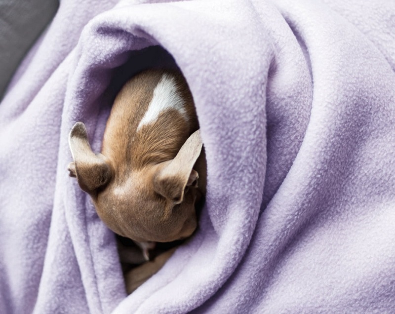 Small dog burrowing inside a soft purple fleece dog blanket for warmth and comfort.
