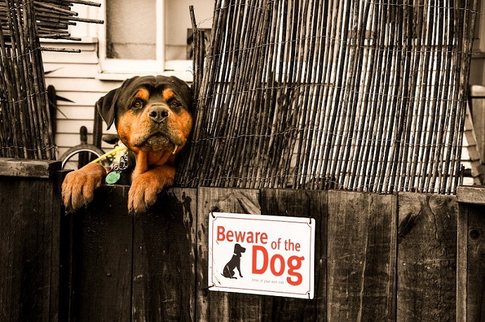 Tough Rottweiler guard dog peeking over a wooden fence with a Beware of the Dog sign.
