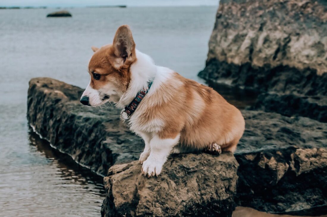 What Is a Cowboy Corgi? Everything You Need to Know