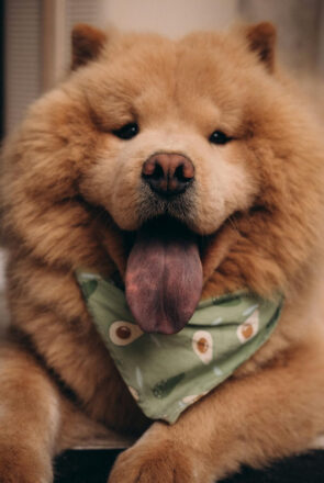 cute chow chow - dumbest dog breeds