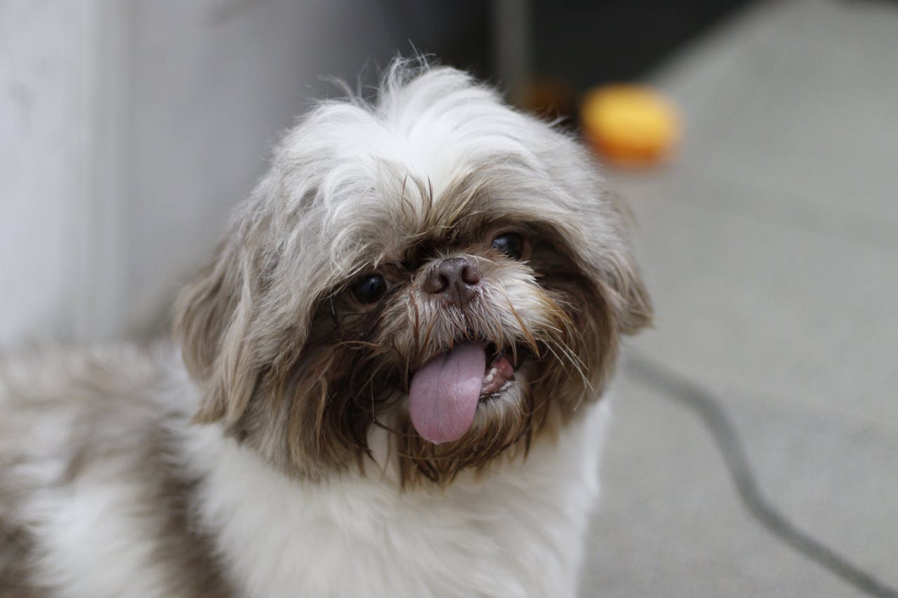 cute shih tzu- dumbest dog breeds