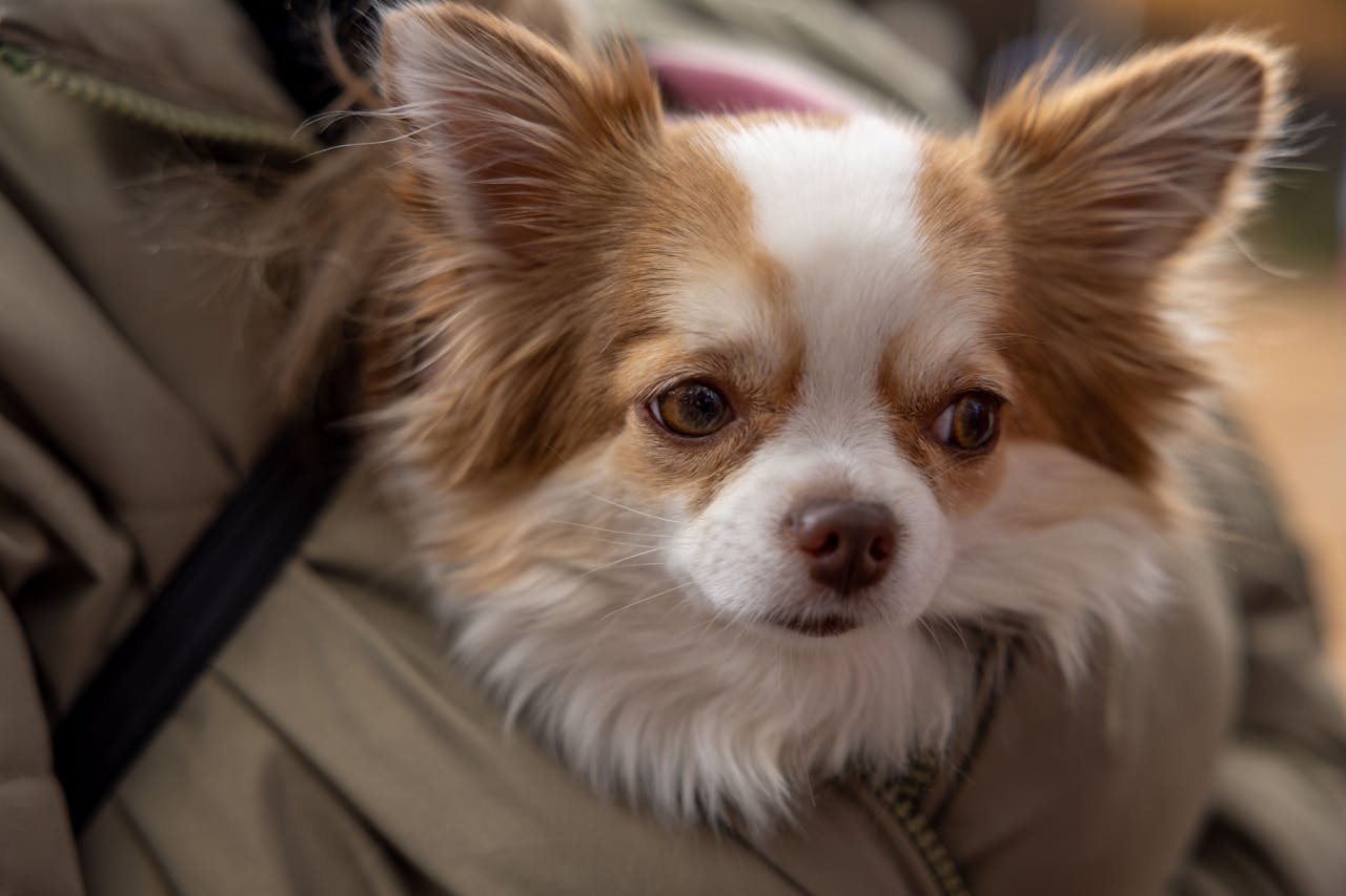 Cute long-haired chihuahua peeking out of a cozy hands-free dog carrier sling.