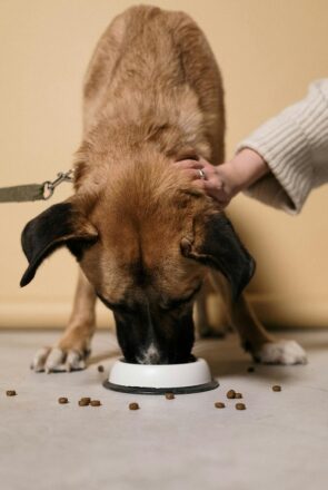 A dog eating food from a stylish white dog bowl, perfect for our curated pet product shopping guide.