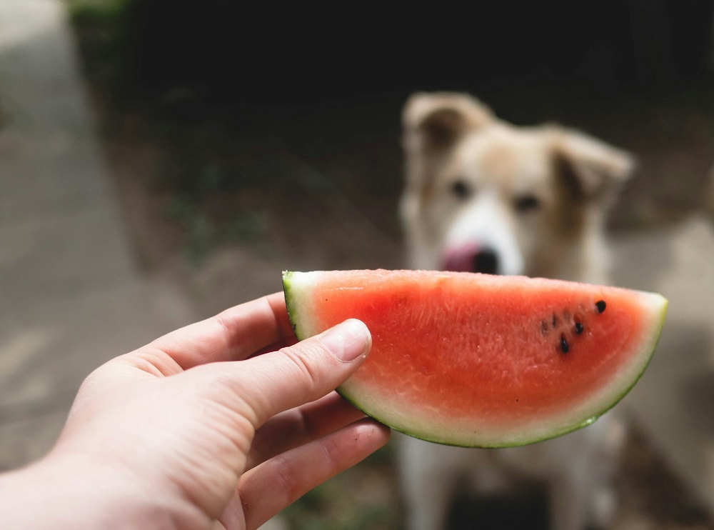 Hand holding a slice of fresh watermelon for a dog, demonstrating how dogs can eat watermelon as a healthy snack.