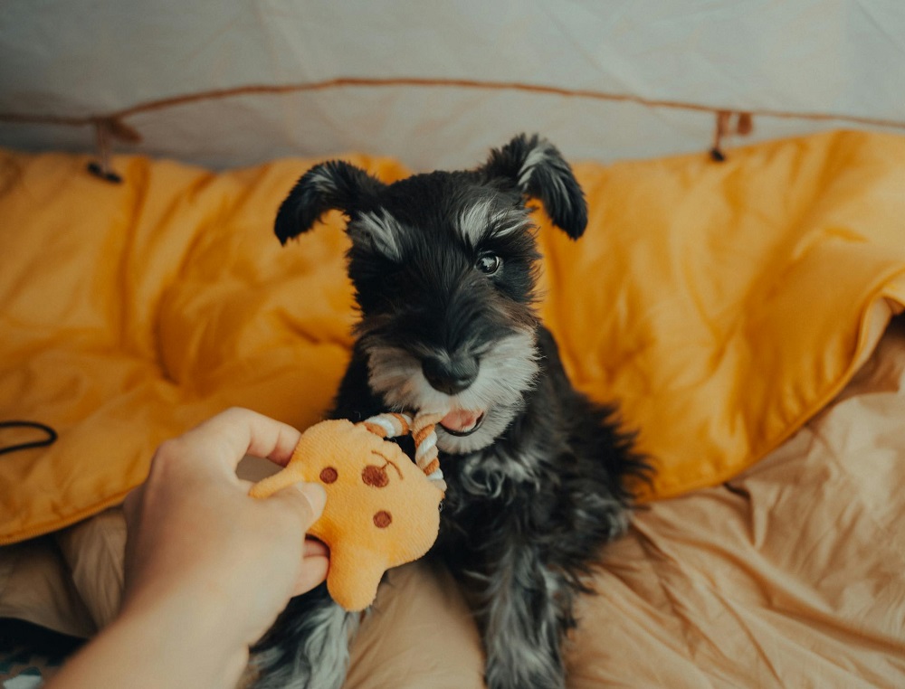 Miniature Schnauzer puppy playing with a plush rope toy, showing a soft dog toy option for small breeds.