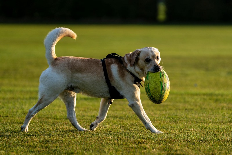 Intelligent Labrador Retriever carrying a ball on a grass field, showcasing the breed's high trainability.