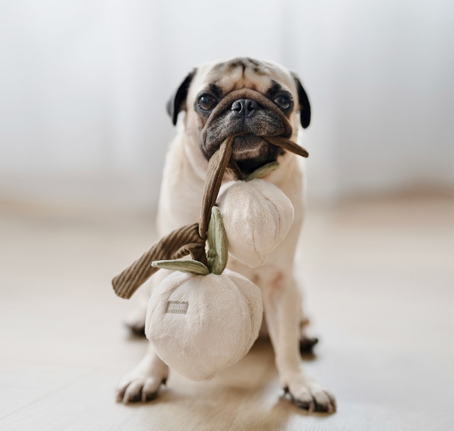 best dog toys - lambwolf collective