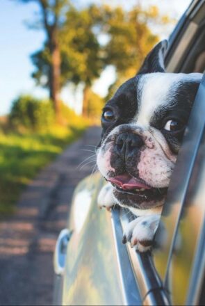 a dog in the car