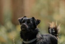 Small fluffy black dog wearing a collar standing in a lush green forest, showcasing an outdoor pet lifestyle.