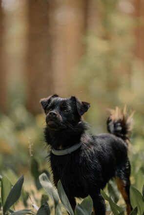 Small fluffy black dog wearing a collar standing in a lush green forest, showcasing an outdoor pet lifestyle.