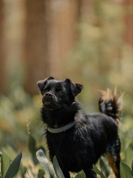 Small fluffy black dog wearing a collar standing in a lush green forest, showcasing an outdoor pet lifestyle.