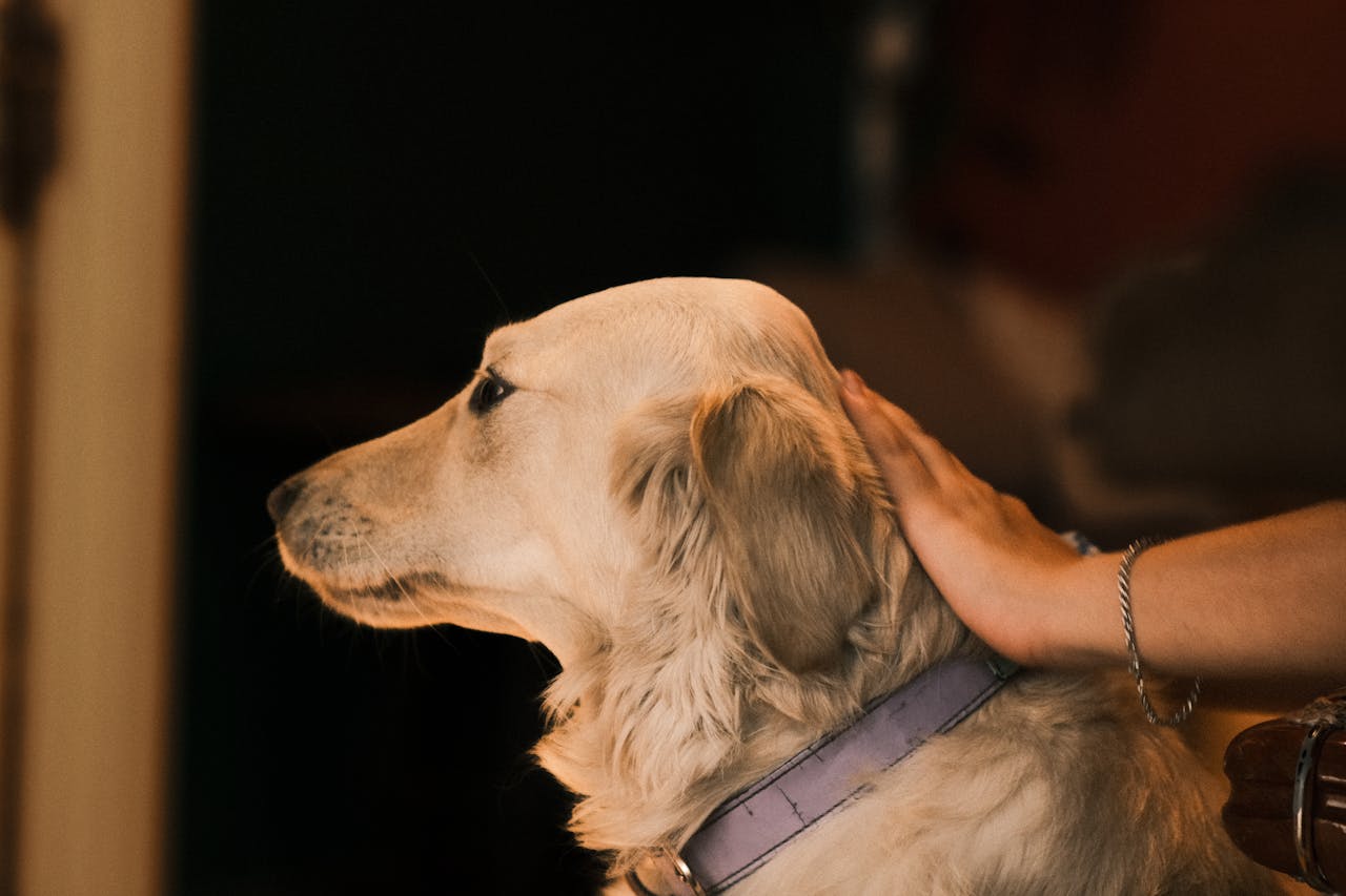 A hand petting a golden retriever dog, demonstrating safe application of natural mosquito repellent for dogs.