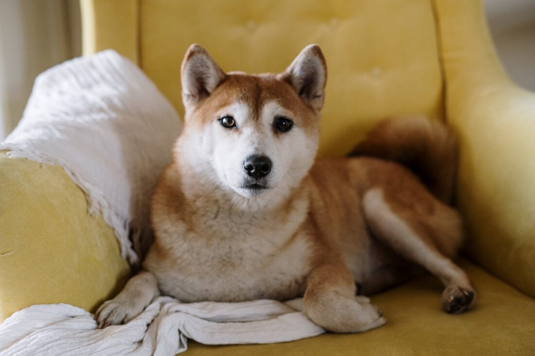 Living With Dogs: Managing Pet Hair, Dander, and Odors at Home