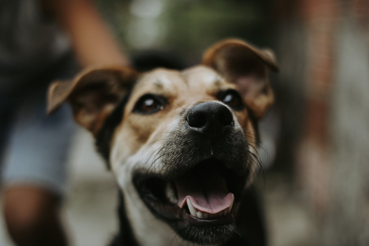 Do Dogs Ever Get Tired of Barking?
