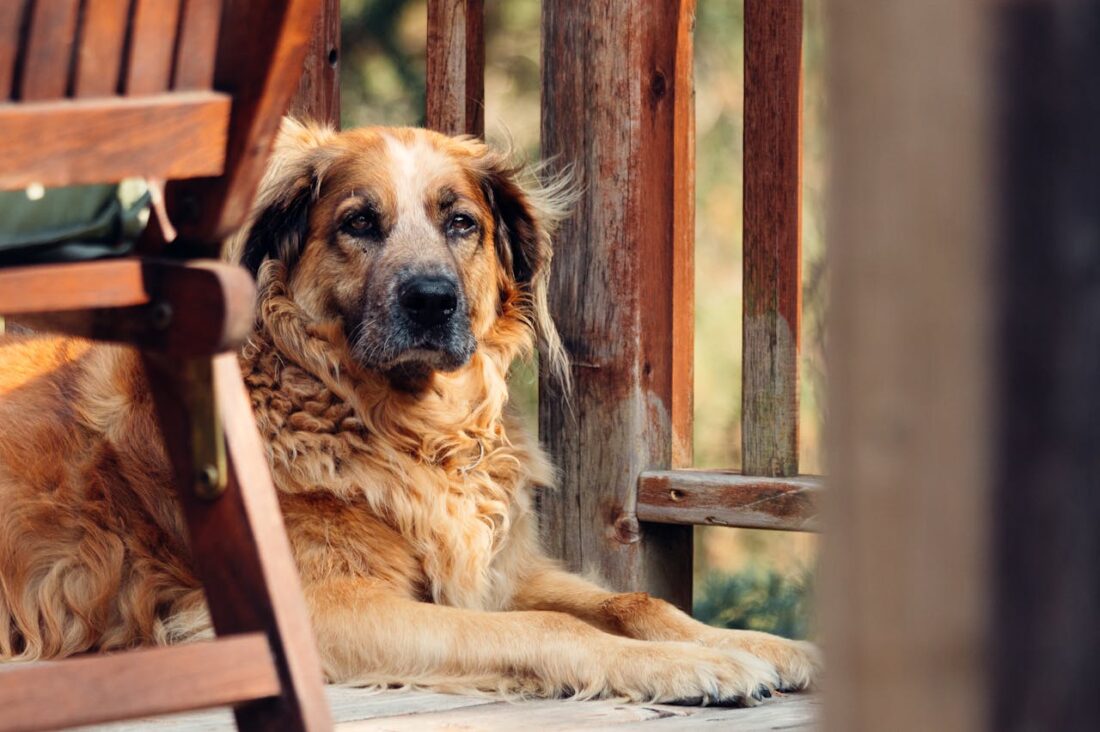 The Crisis Of Muscle Loss In Aging Dogs