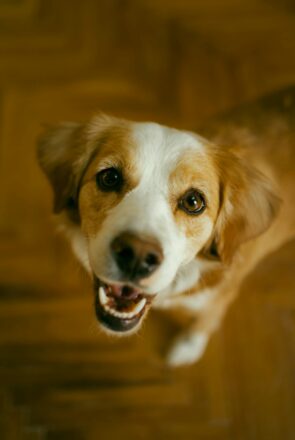 Do Dogs Ever Get Tired of Barking?