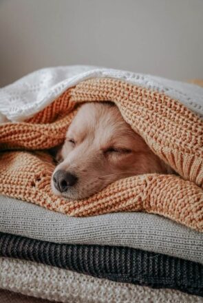 Why Is My Puppy Breathing So Fast While Sleeping?