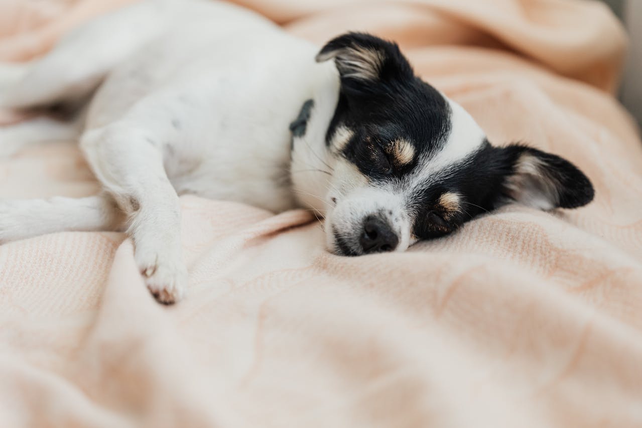Small black and white puppy sleeping on a peach blanket, illustrating a puppy breathing fast while sleeping.