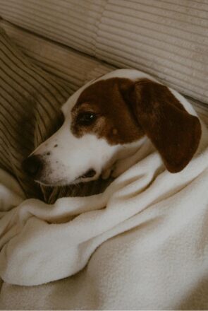 6 home remedies for dog diarrhea