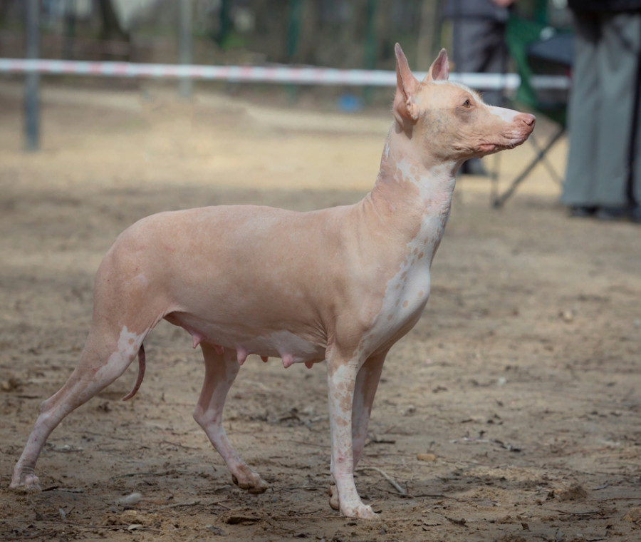 Hairless Khala