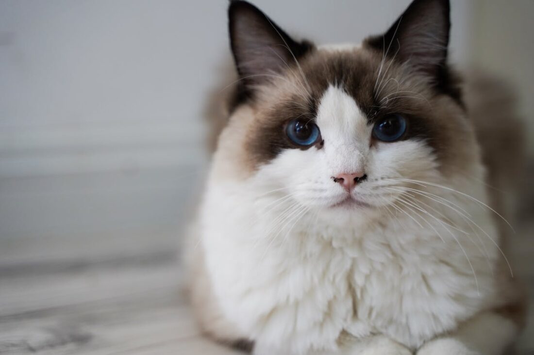 ragdoll cat and dog