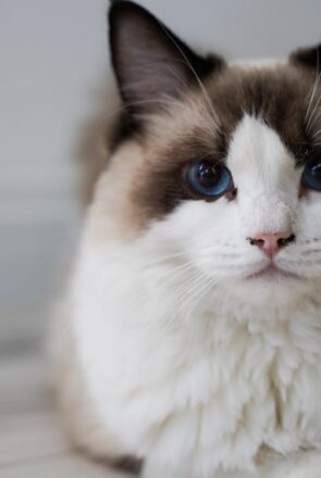 ragdoll cat and dog