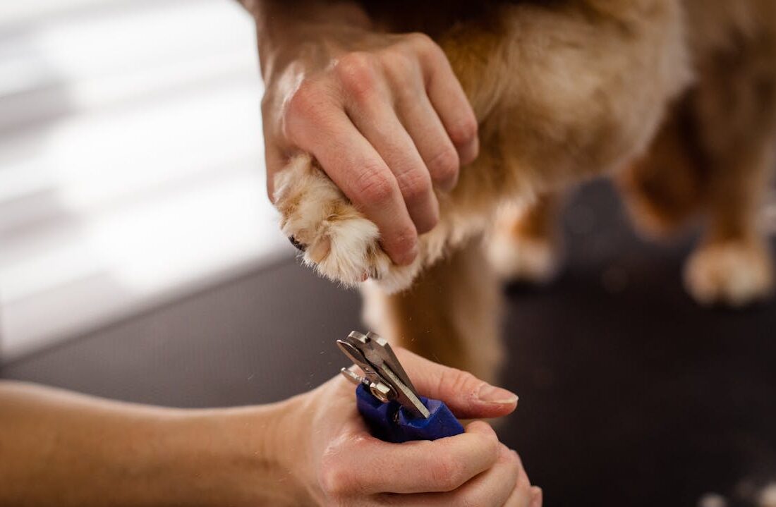 best dog nail clippers