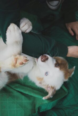 Cobbing in Dogs: Why Dogs Nibble With Their Front Teeth