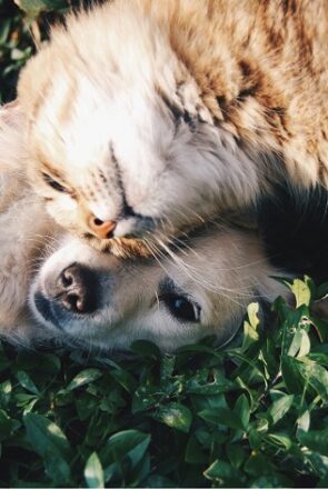 10 Creative Personalized Gifts That Make Perfect Presents for Animal Lovers