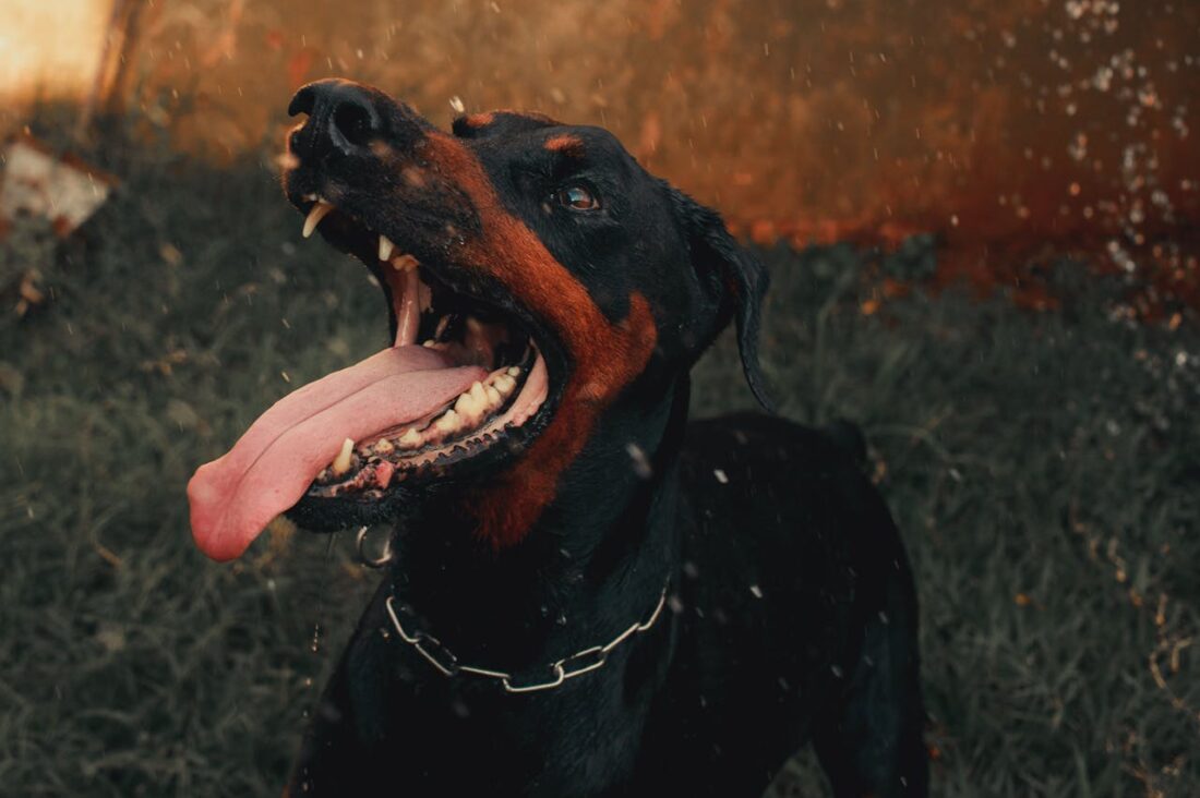 Dog Bite Prevention and Liability: What Owners Should Know